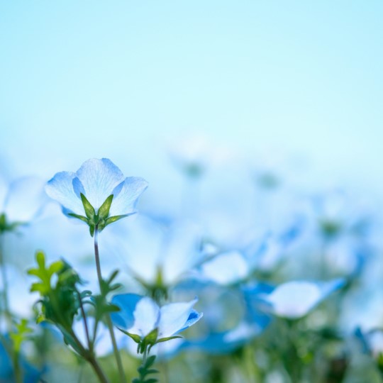 Fulawa 仏ラ和 - Fulawa's values - Japanese blue flowers - Christiane Hitomi Lafon-Kawaguchi - Photo by Sora Sagano (Unsplash)